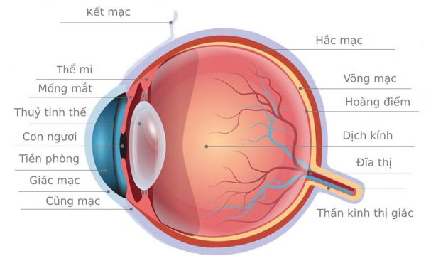 Giác mạc là một thành phần trong suốt, nằm bên ngoài cùng của mắt đóng vai trò bảo vệ cho các thành phần bên trong của nhãn cầu.